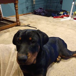 Meet your Posher, Chrissy